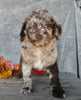 F1B Medium Labradoodle For Sale Millersburg, OH Male- Theodore