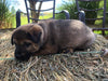 Shiba Inu Mix For Sale Farmington, OH Male- Thomas