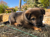 Shiba Inu Mix For Sale Farmington, OH Male- Thomas