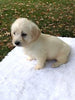 F1 Mini Labradoodle For Sale Dundee, OH Male- Thor
