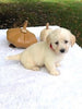 F1 Mini Labradoodle For Sale Dundee, OH Male- Thor
