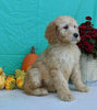 Mini Bernedoodle For Sale Sugarcreek, OH Male- Thor