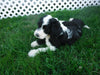 Sheepadoodle For Sale Baltic, OH Female- Tiffany