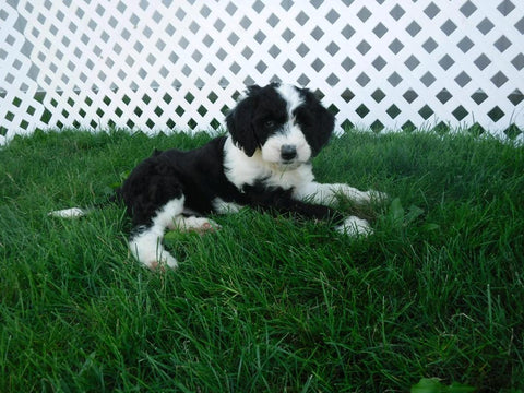 Sheepadoodle For Sale Baltic, OH Female- Tiffany