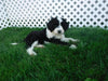Sheepadoodle For Sale Baltic, OH Female- Tiffany