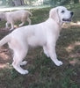 AKC Registered English Cream Golden Retriever For Sale Fredericksburg, OH Female- Tilly