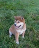 ACA Registered Shiba Inu For Sale Fredericksburg, OH Female- Tiny