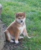 ACA Registered Shiba Inu For Sale Fredericksburg, OH Female- Tiny