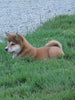 ACA Registered Shiba Inu For Sale Fredericksburg, OH Female- Tiny