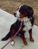 AKC Registered Bernese Mountain Dog For Sale Millersburg, OH Female- Layna
