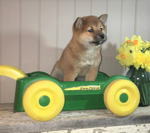 AKC Registered Shiba Inu For Sale Dundee, OH Male- Toby