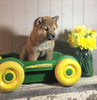 AKC Registered Shiba Inu For Sale Dundee, OH Male- Toby