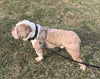 OIEBA Registered Olde English Bulldog For Sale Adamsville, OH Female- Charlene