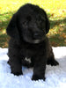 F1 Mini Labradoodle For Sale Dundee, OH Male- Toby