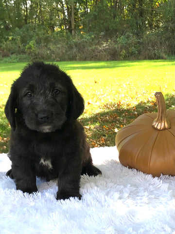 F1 Mini Labradoodle For Sale Dundee, OH Male- Toby