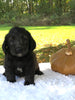 F1 Mini Labradoodle For Sale Dundee, OH Male- Toby