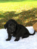 F1 Mini Labradoodle For Sale Dundee, OH Male- Toby