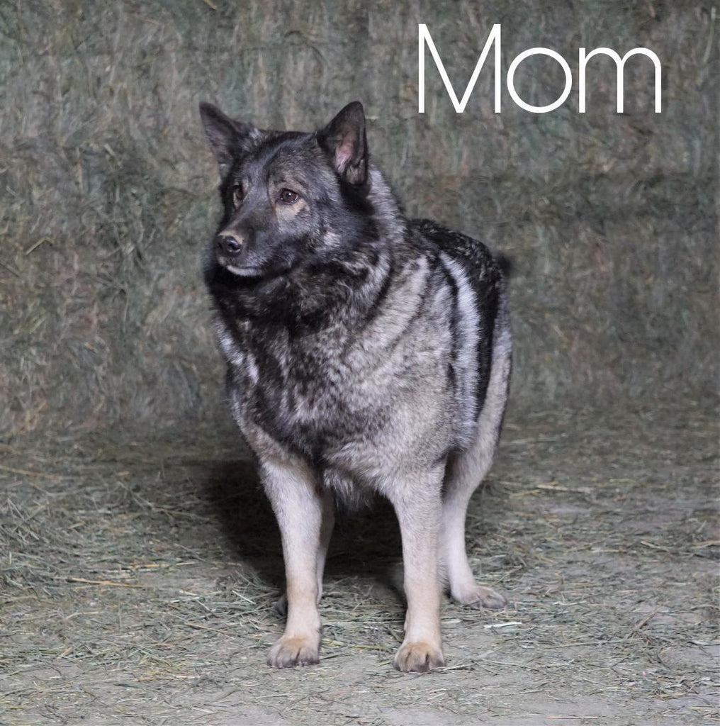 Norwegian elkhound hybrid fashion