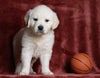 AKC Registered English Cream Golden Retriever For Sale Fredericksburg, OH Male- Tommy