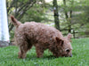 AKC Registered Miniature Poodle For Sale Fredericksburg, OH Male- Tommy
