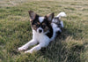 ICA Registered Papillon For Sale Millersburg, OH Male- Tommy