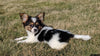 ICA Registered Papillon For Sale Millersburg, OH Male- Tommy