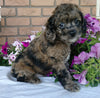 Cockapoo For Sale Millersburg, OH Male- Muffin