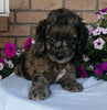 Cockapoo For Sale Millersburg, OH Male- Muffin