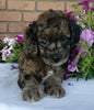 Cockapoo For Sale Millersburg, OH Male- Muffin
