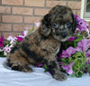Cockapoo For Sale Millersburg, OH Male- Muffin