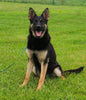 AKC Registered German Shepherd For Sale Fredericksburg, OH Female- Tracey
