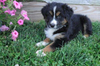 Australian Shepherd For Sale Batic, OH Male- Trever