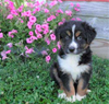 Australian Shepherd For Sale Batic, OH Male- Trever