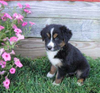 Australian Shepherd For Sale Batic, OH Male- Trever
