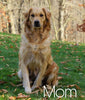 AKC Registered Golden Retriever For Sale Holmesville, OH Male- Boaz