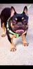 AKC Registered French Bulldog For Sale Wooster, OH Male- Bubba