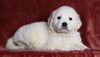 AKC Registered English Cream Golden Retriever For Sale Fredericksburg, OH Male - Turbo