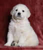 AKC Registered English Cream Golden Retriever For Sale Fredericksburg, OH Male - Turbo