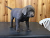 AKC Registered Silver Labrador Retriever For Sale Fredericksburg, OH Female- Twila