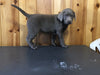 AKC Registered Silver Labrador Retriever For Sale Fredericksburg, OH Female- Twila