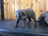 AKC Registered Silver Labrador Retriever For Sale Fredericksburg, OH Female- Twila