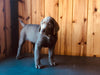 AKC Registered Silver Labrador Retriever For Sale Fredericksburg, OH Female- Twila