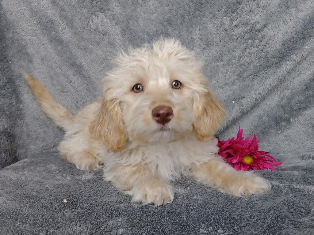 F1B Mini Labradoodle For Sale Millersburg, OH Female Twinkie AC