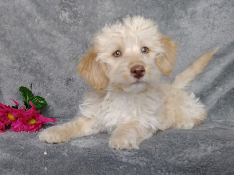 F1B Mini Labradoodle For Sale Millersburg, OH Female- Twinkie