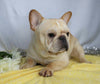 AKC Registered French Bulldog For Sale Wooster, OH Female- Karla