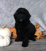 F1B Mini Labradoodle For Sale Millersburg, OH Female- Twinkle
