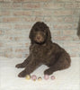 AKC Registered Poodle (Standard) For Sale Homesville, OH Male - Tyler