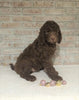 AKC Registered Poodle (Standard) For Sale Homesville, OH Male - Tyler
