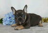 AKC Registered French Bulldog For Sale Wooster, OH Male- Valin