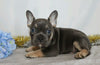 AKC Registered French Bulldog For Sale Wooster, OH Male- Valin